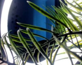 quennacindy-SoniaScott-cb-2025-04-28 1