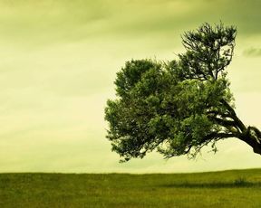 treeee 2