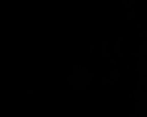 Anisyia 31